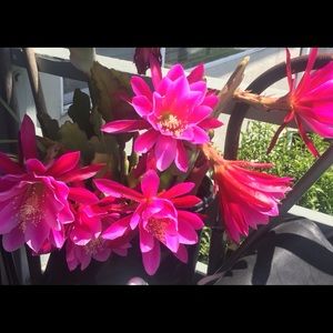 Meet your Posher, Betty